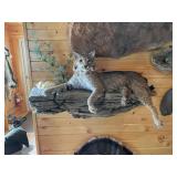 Bobcat Full Body Mount on Rock w/Skulls