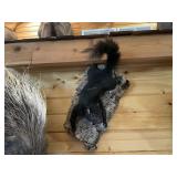 Black Squirrel Mount