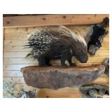 African Porcupine Full Body Mount on Rock
