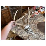 6pt European Whitetail Skull