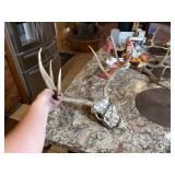 3 x 4 European Mule Deer Skull