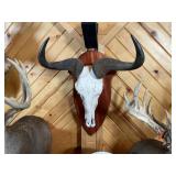 African Blue Wildebeest Skull on Plaque