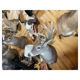 Non-Typical Whitetail Shoulder Mount