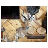African Impala Shoulder Mount