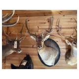 Fallow Deer Shoulder Mount