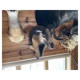 Corsican Ram Sheep Shoulder Mount