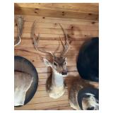 Axis Deer Shoulder Mount