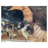 Arapawa Sheep Shoulder Mount