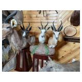 (3) Springbok Shoulder Mounts on Pedistool