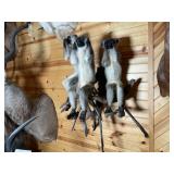 (3) African Vervet Monkey Mount