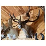 Caribou Shoulder Mount