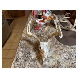 9pt European Whitetail Skull