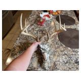 9pt European Whitetail Skull