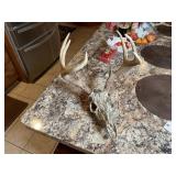 7pt European Whitetail Skull