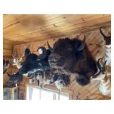 North American Bison Shoulder Mount