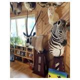 African Gemsbok Oryx Gazelle Shoulder Mount