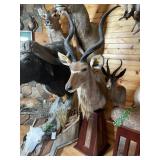 African Kudu Shoulder Mount on Pedistool