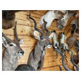 African Kudu Shoulder Mount