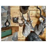 African Waterbuck Shoulder Mount