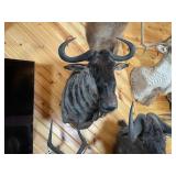 African Blue Wildebeest Shoulder Mount