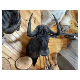 African Black Wildebeest Shoulder Mount