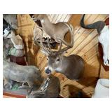 11pt Whitetail Shoulder Mount