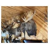 Large Bull Moose Shoulder Mount