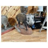 African Bush Pig Full Body Mount on Base