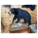 Full Body Black Bear Mount on Base