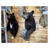 1/2 Body Black Bear Mount w/Bee hive