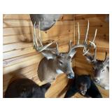 10pt Replica Whitetail Shoulder Mount