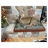 Grey Dulker Full Body Mount on Base