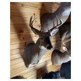 10pt Whitetail Shoulder Mount