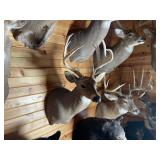 10pt Whitetail Shoulder Mount