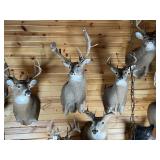 Non-Typical Whitetail Shoulder Mount