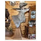 African Eland Shoulder Mount on Pedistool