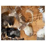 Caribou Shoulder Mount