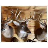 9pt Whitetail Shoulder Mount