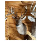 13pt Whitetail Shoulder Mount