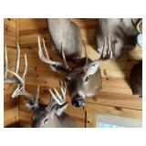 9pt Whitetail Shoulder Mount