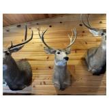 4 x 4 Mule Deer Shoulder Mount