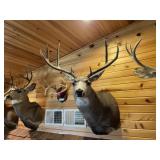 3 x 4 Mule Deer Shoulder Mount