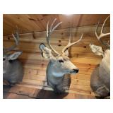 2 x 3 Mule Deer Shoulder Mount