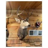 5 x 5 Mule Deer Shoulder Mount