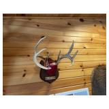 Whitetail Antlers on Plaque