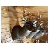 10pt Whitetail Shoulder Mount