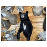 1/2 Body Black Bear Mount