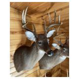 10pt Whitetail Shoulder Mount