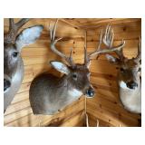 8pt Whitetail Shoulder Mount