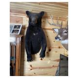 1/2 Body Black Bear Mount